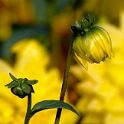 24 Blume-D32_0506